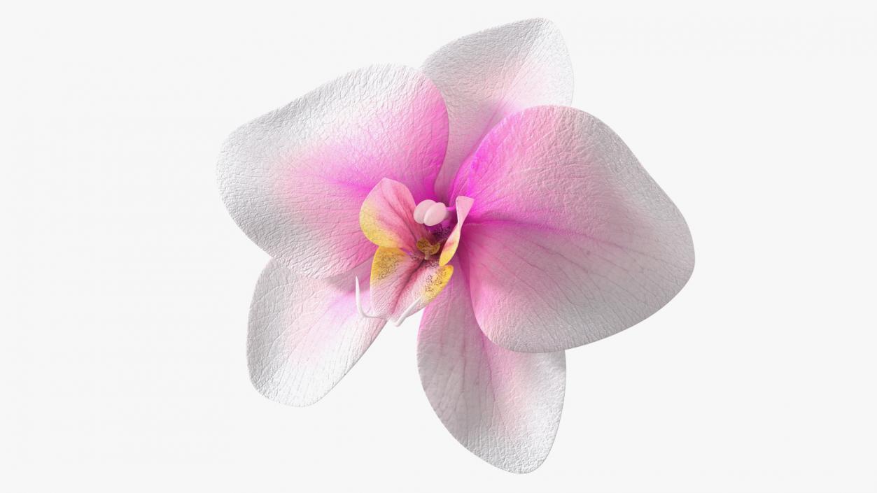 3D model Orchid Flower 2