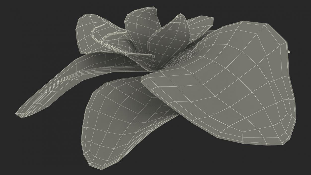 3D model Orchid Flower 2