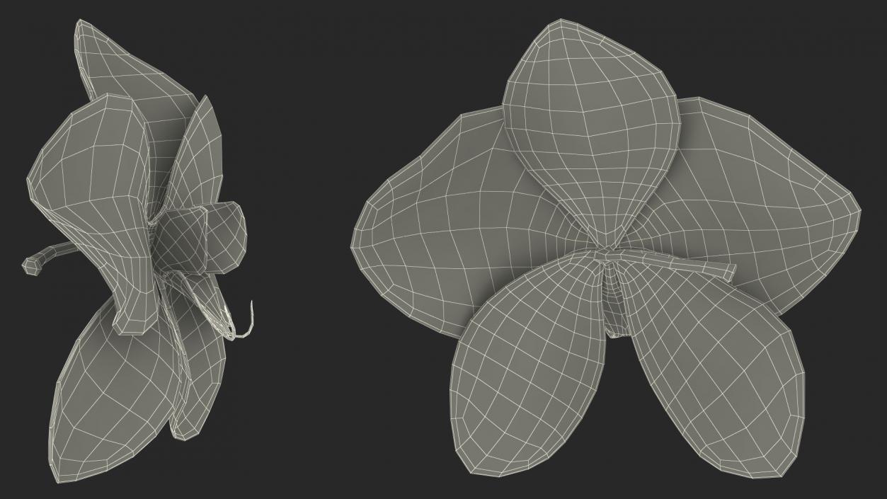 3D model Orchid Flower 2