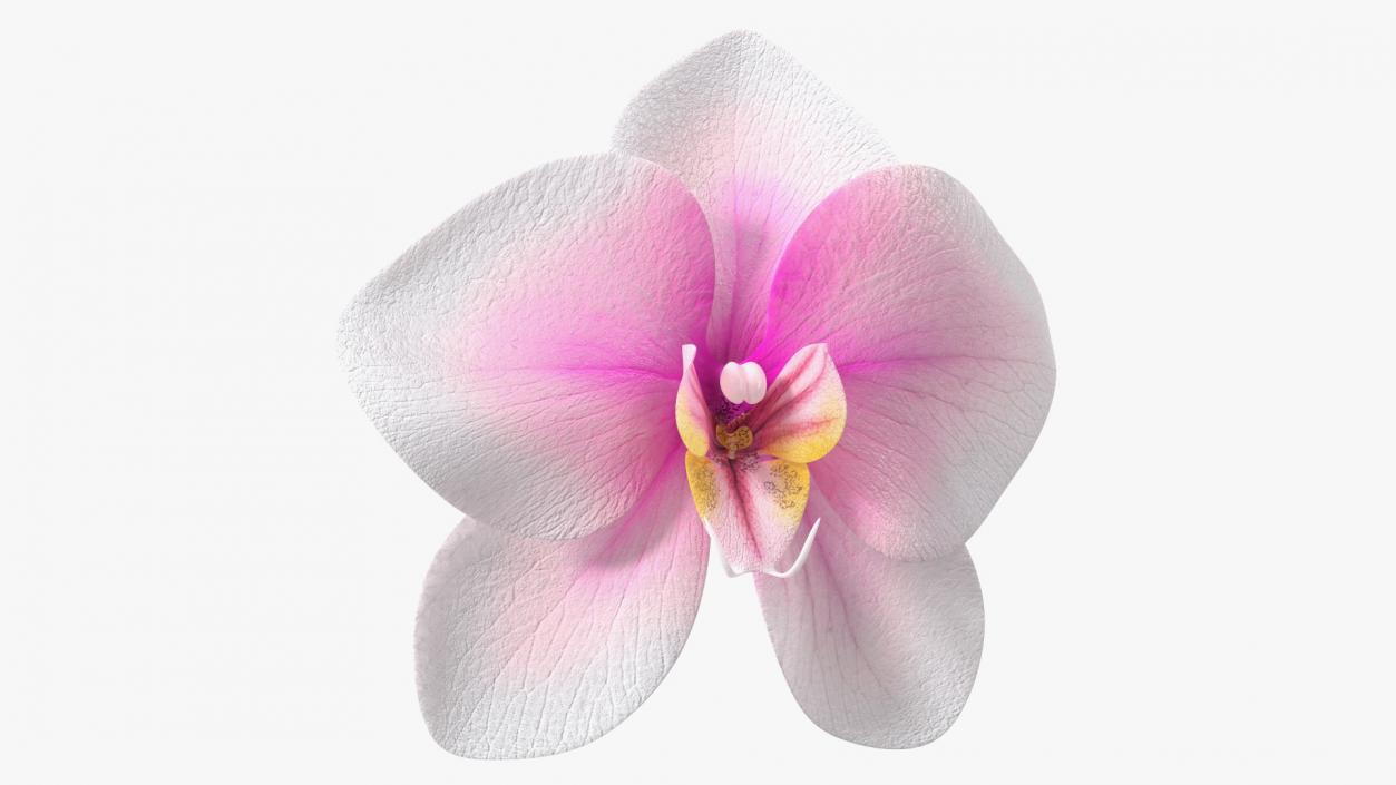 3D model Orchid Flower 2