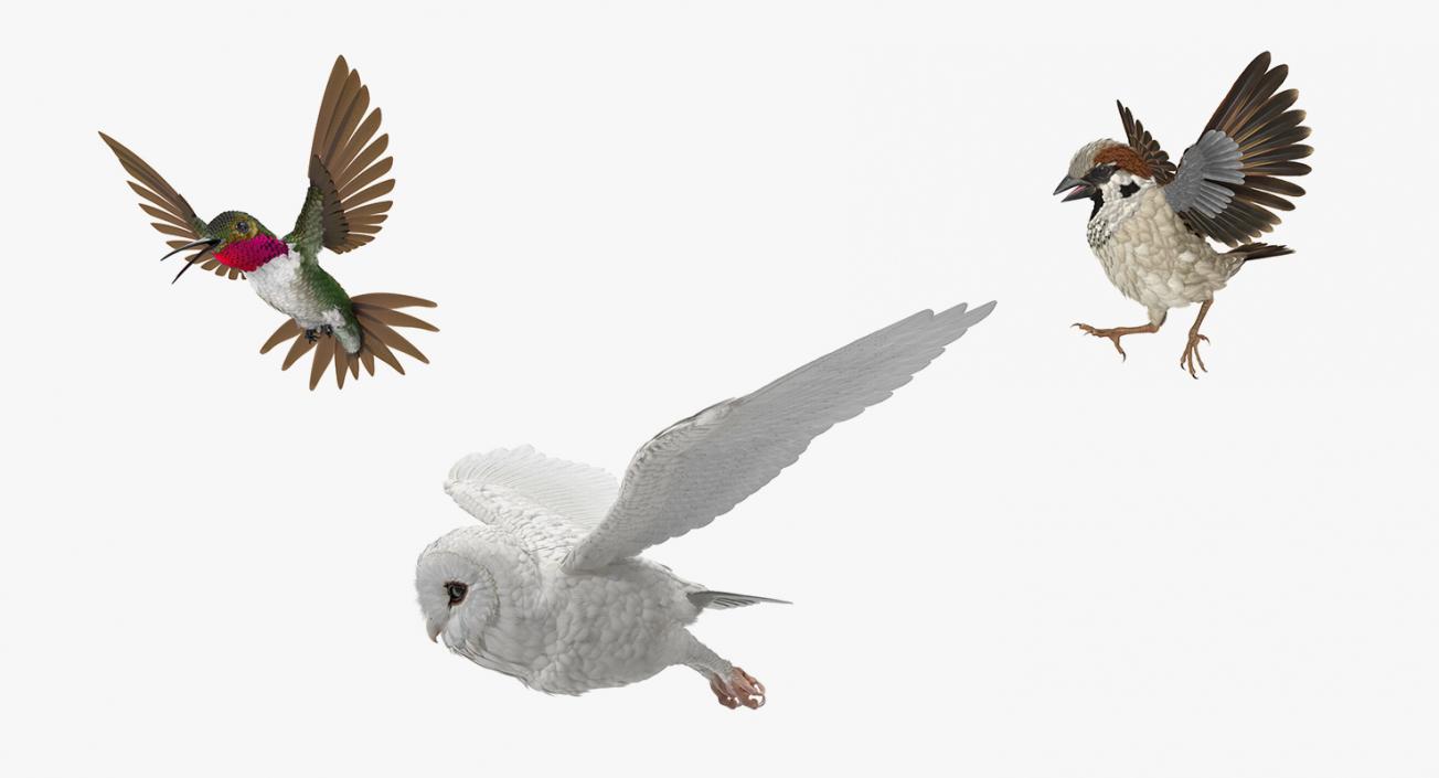 3D Birds Rigged Collection model