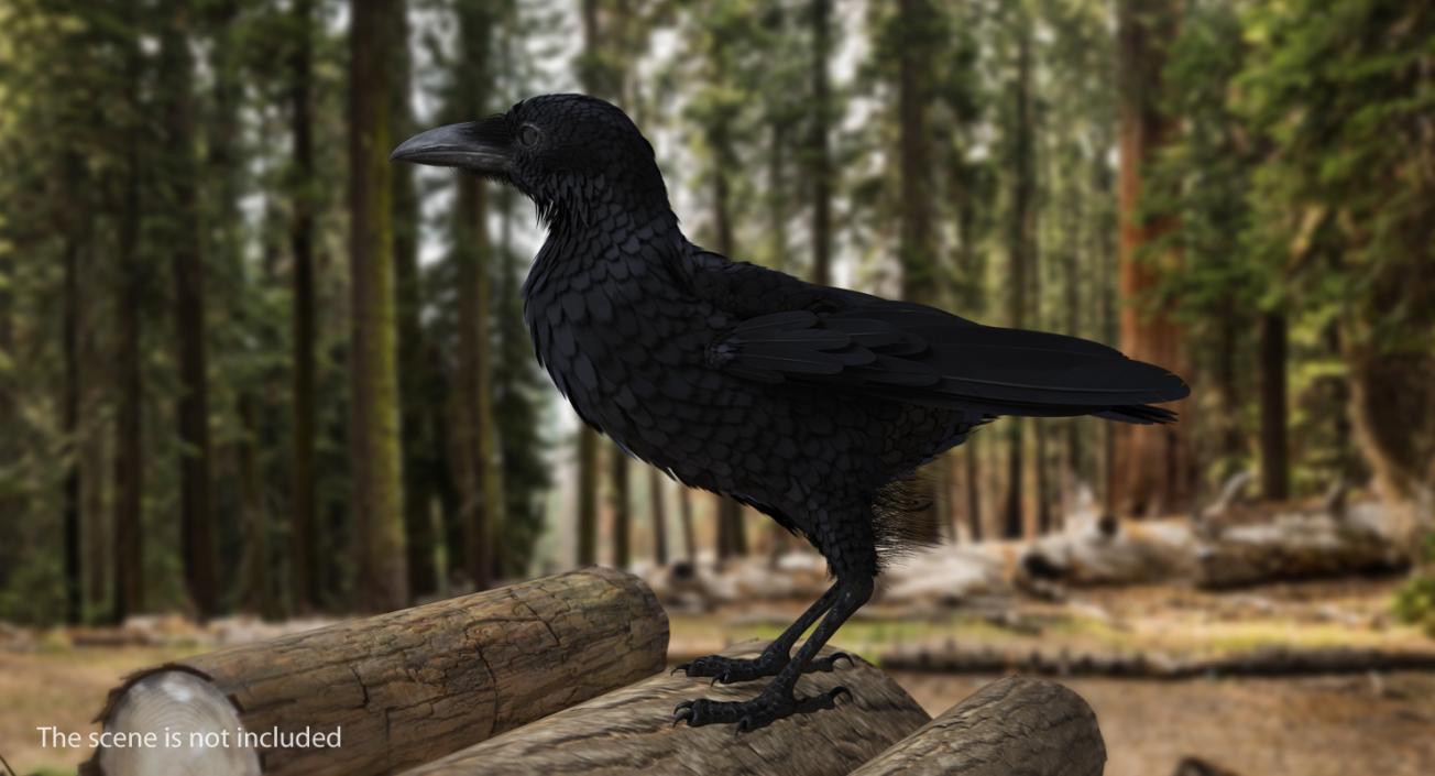 3D Raven and Sparrow 3D Models Collection model