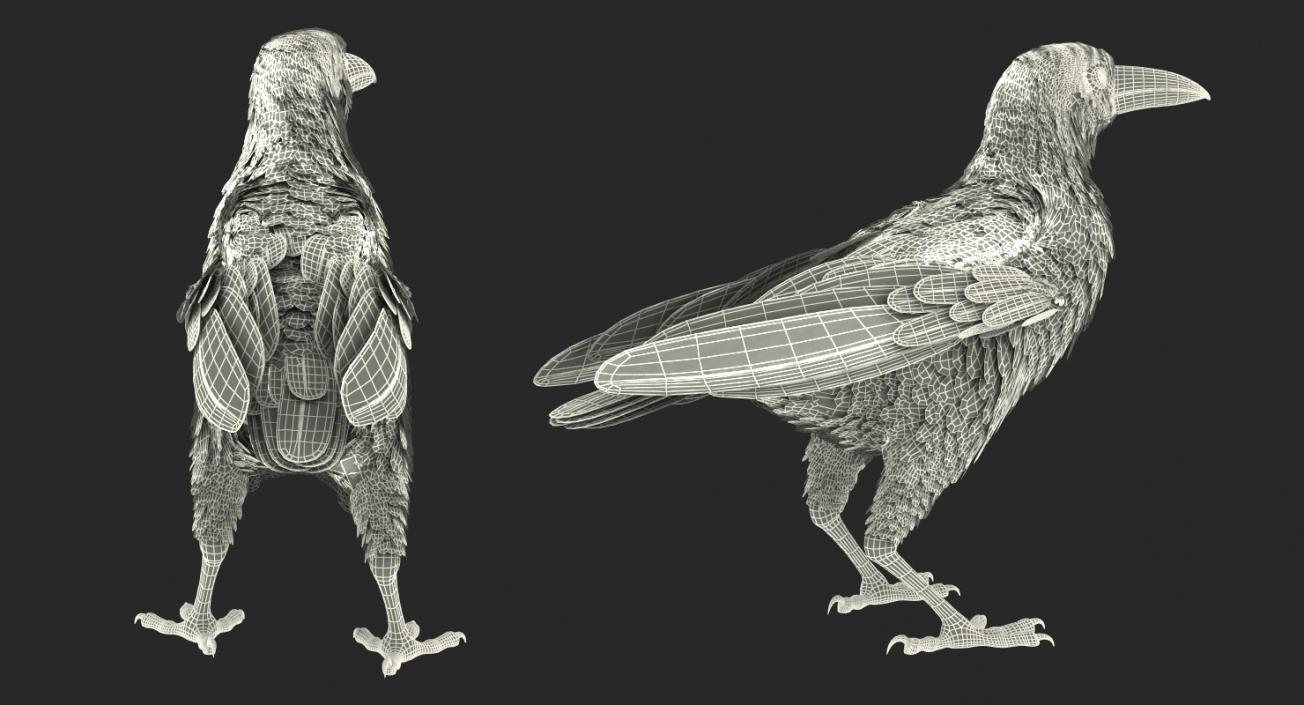 3D Raven and Sparrow 3D Models Collection model