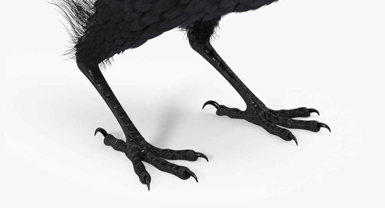 3D Raven and Sparrow 3D Models Collection model