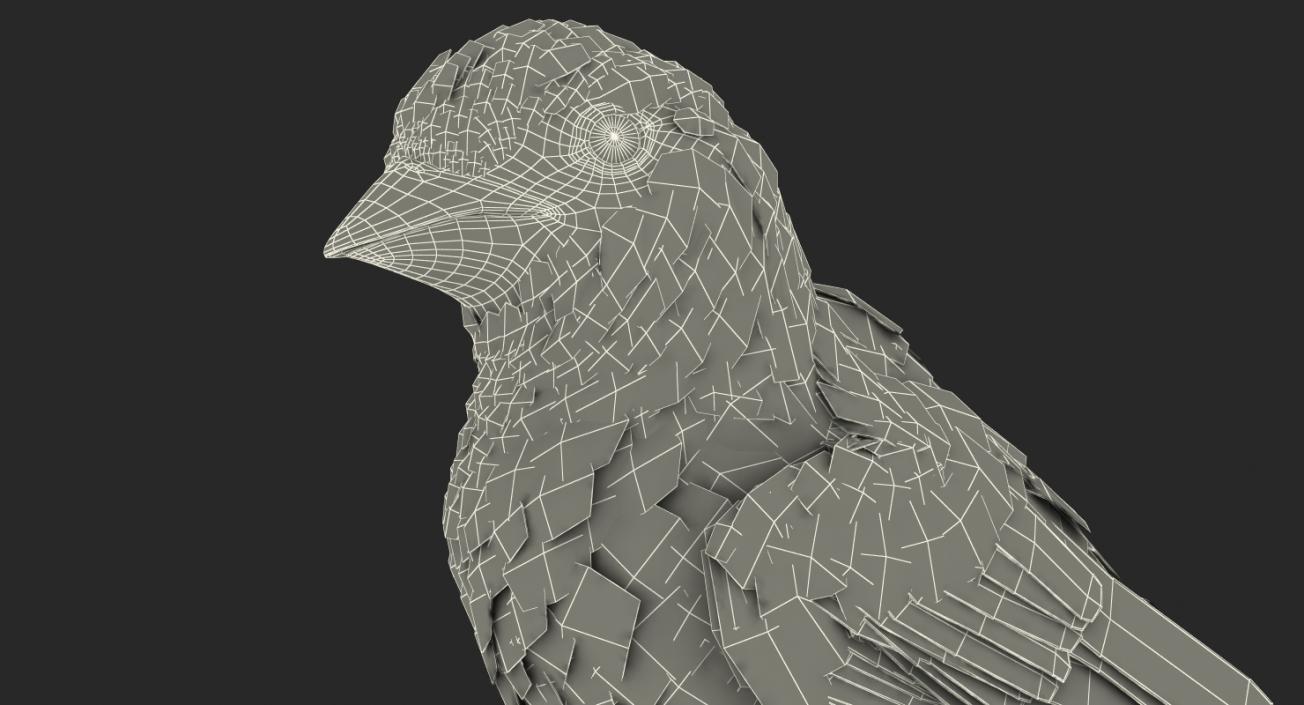 3D Raven and Sparrow 3D Models Collection model