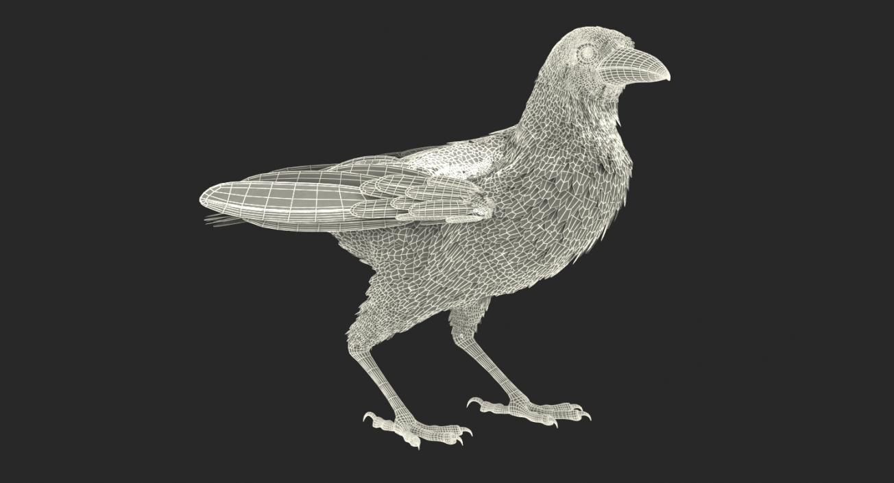 3D Raven and Sparrow 3D Models Collection model