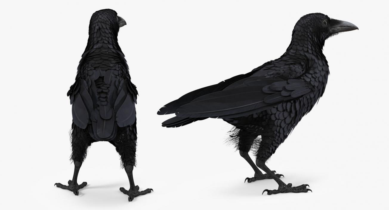 3D Raven and Sparrow 3D Models Collection model