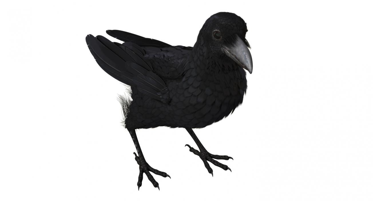 3D Raven and Sparrow 3D Models Collection model