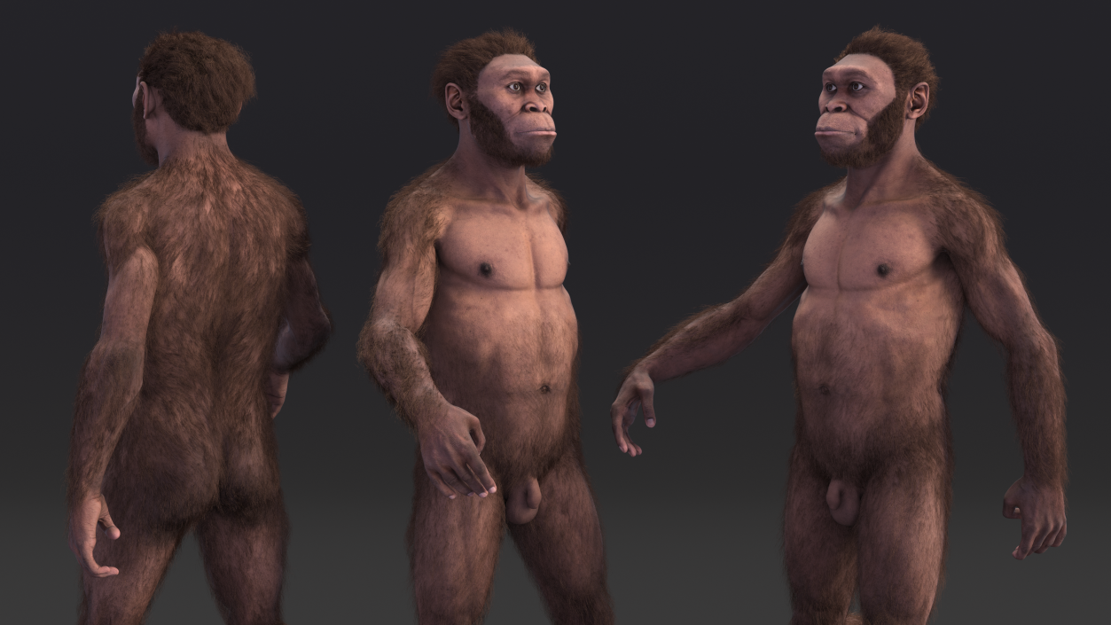 Homo Habilis Walking Pose Fur 3D model