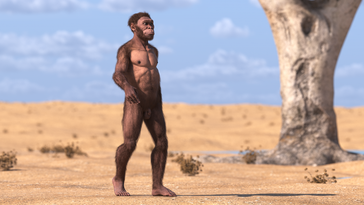 Homo Habilis Walking Pose Fur 3D model