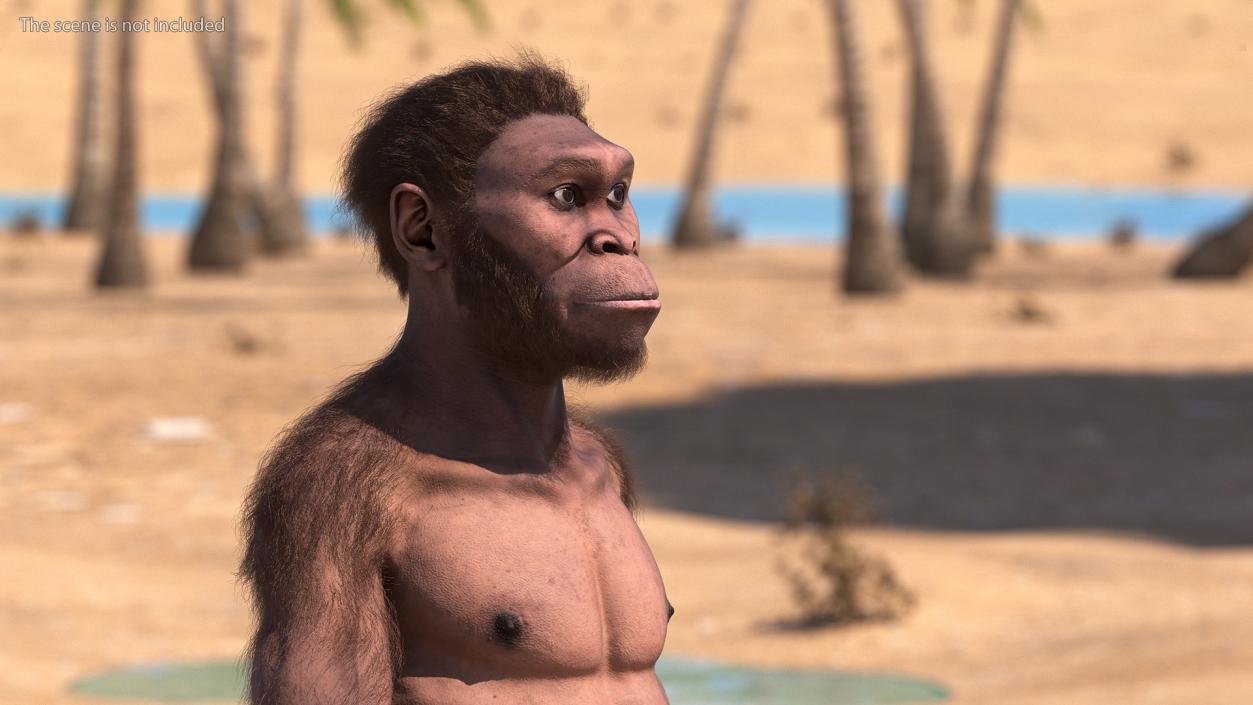 Homo Habilis Walking Pose Fur 3D model