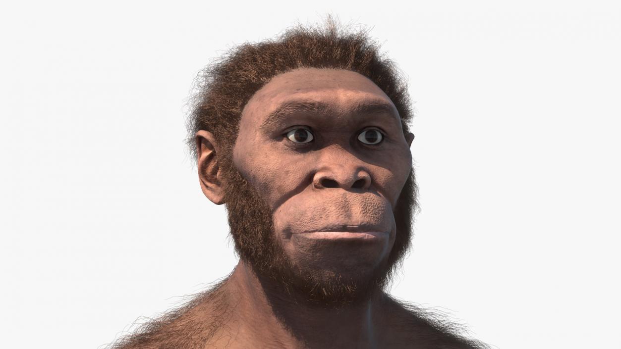 Homo Habilis Walking Pose Fur 3D model