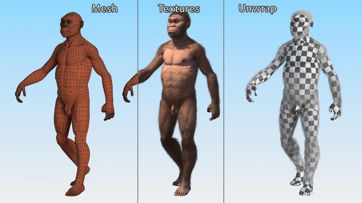 Homo Habilis Walking Pose Fur 3D model