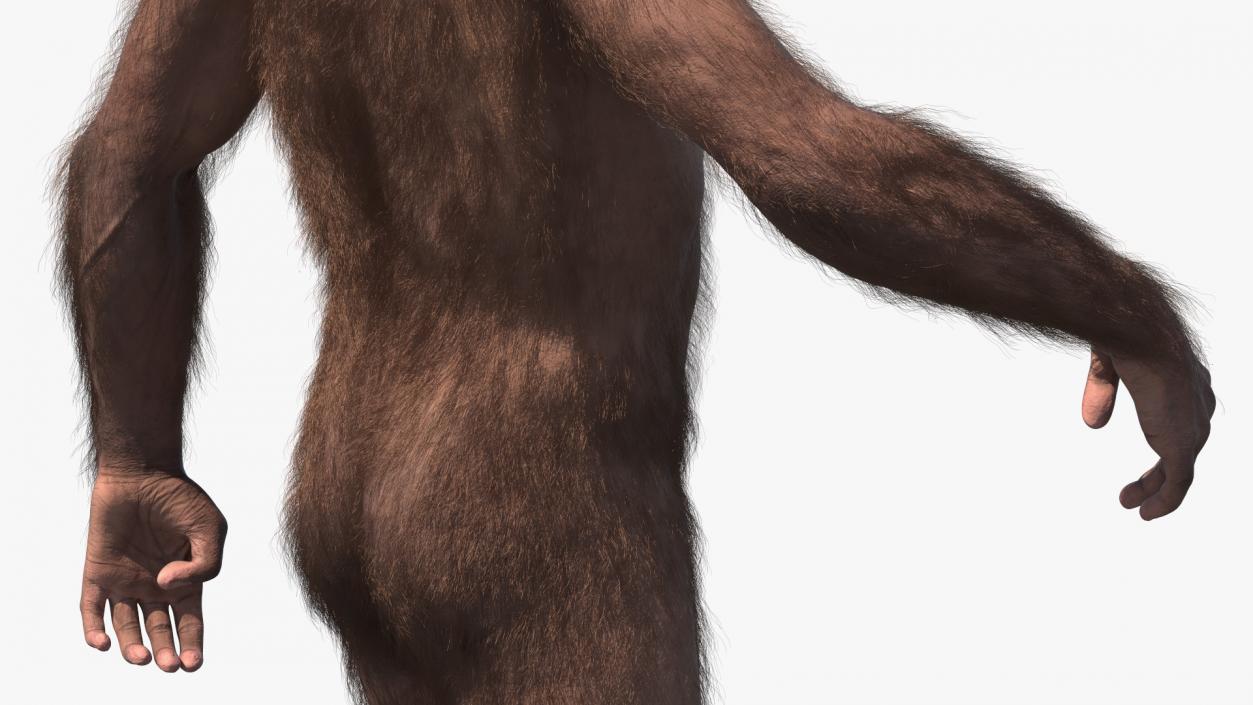 Homo Habilis Walking Pose Fur 3D model