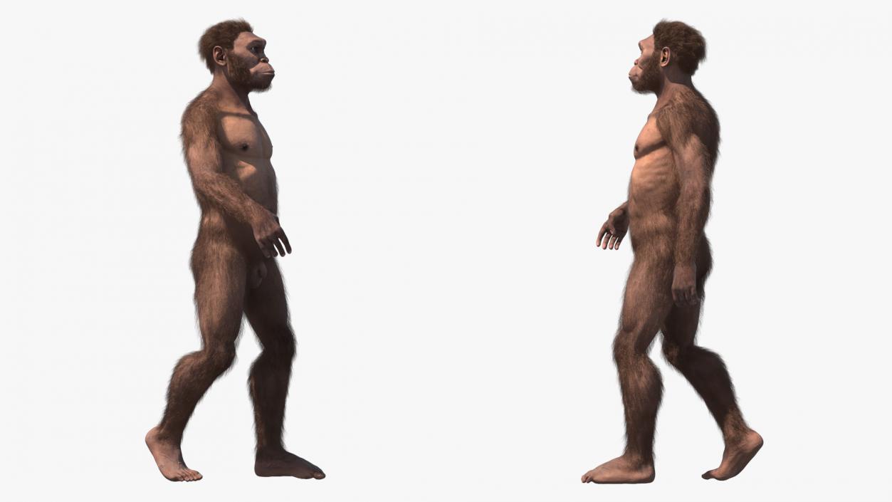 Homo Habilis Walking Pose Fur 3D model