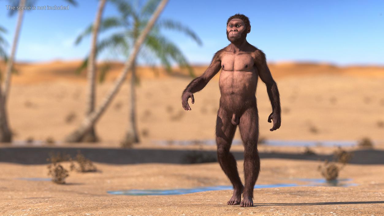 Homo Habilis Walking Pose Fur 3D model