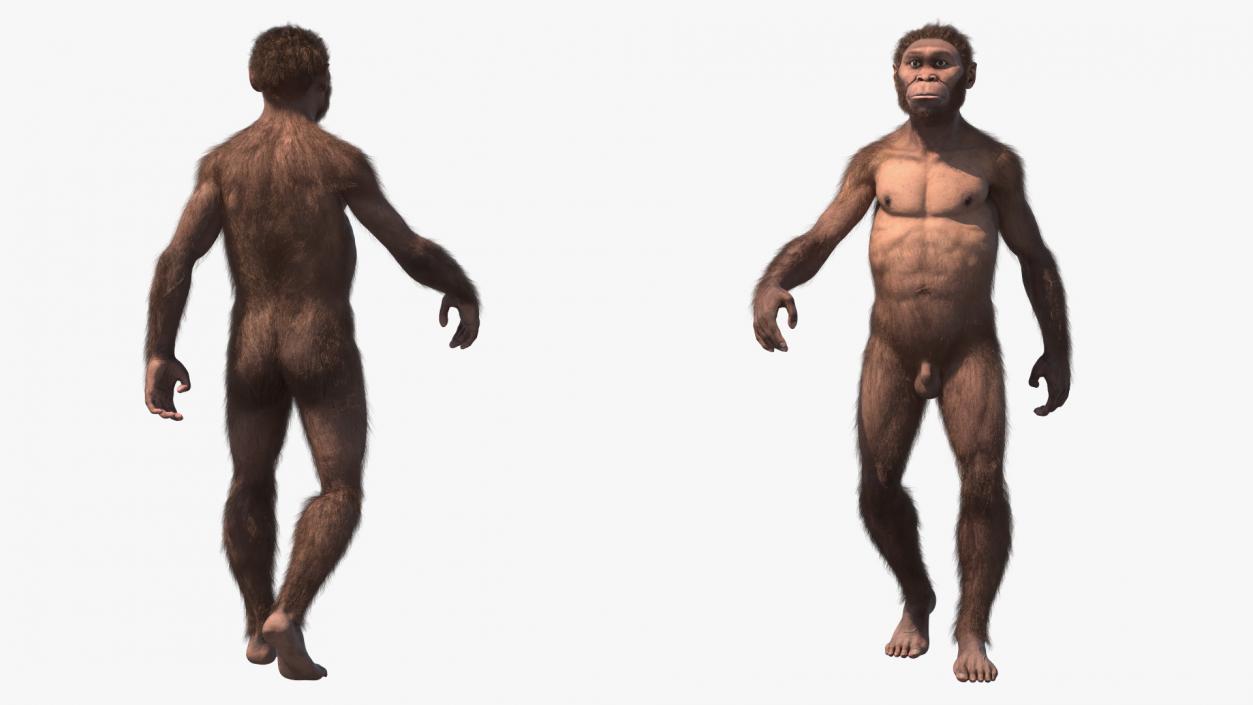 Homo Habilis Walking Pose Fur 3D model