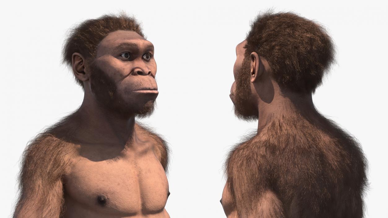 Homo Habilis Walking Pose Fur 3D model