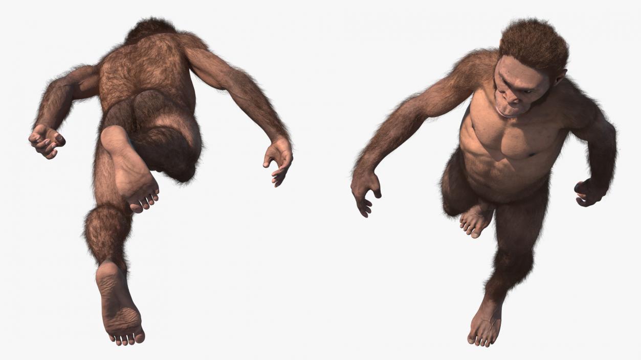 Homo Habilis Walking Pose Fur 3D model