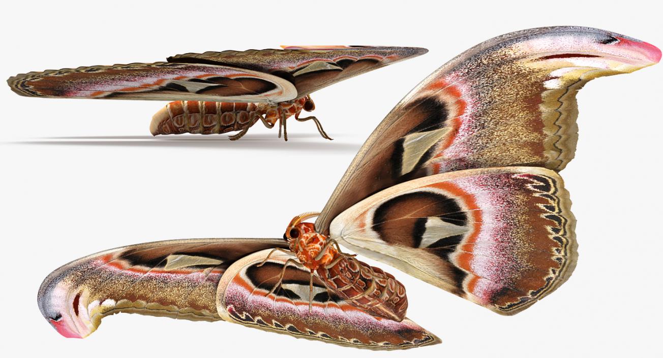 3D Moths Collection