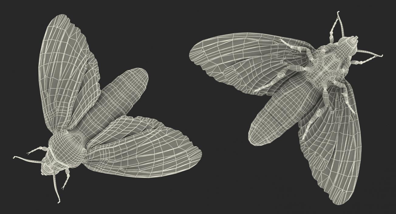 3D Moths Collection