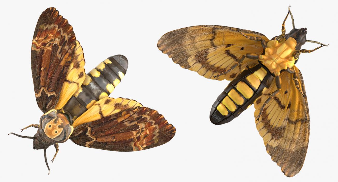 3D Moths Collection