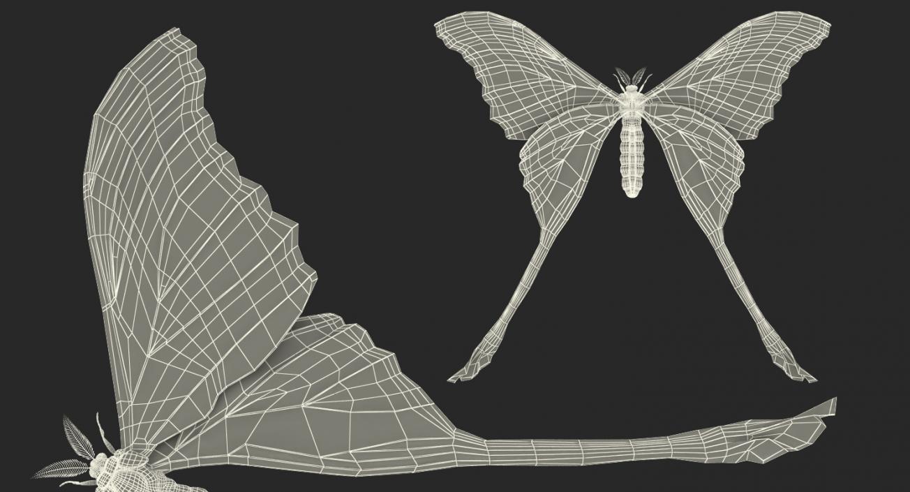 3D Moths Collection