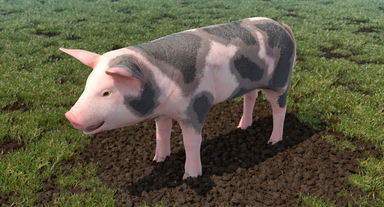 Pig Piglet Pietrain 3D model