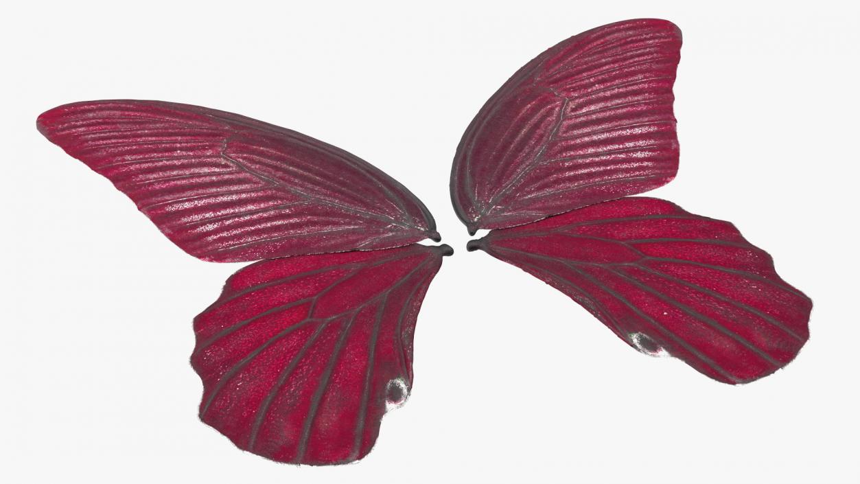 3D model Butterfly Wings