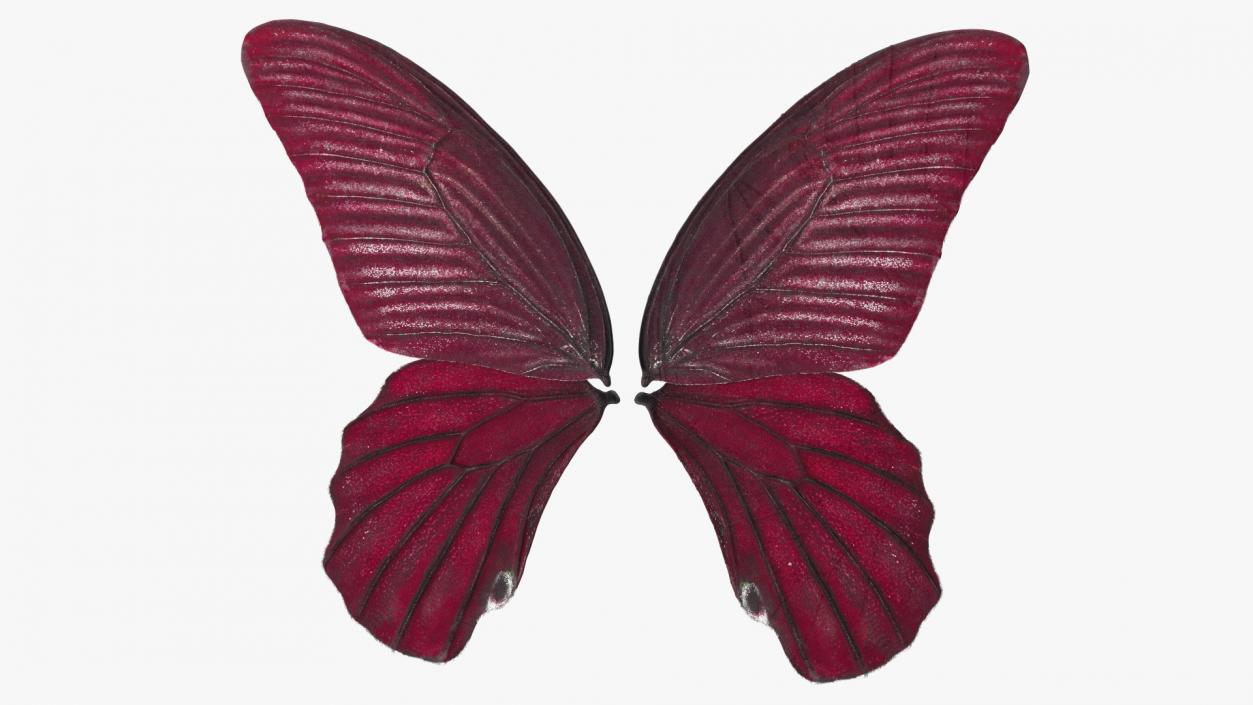 3D model Butterfly Wings