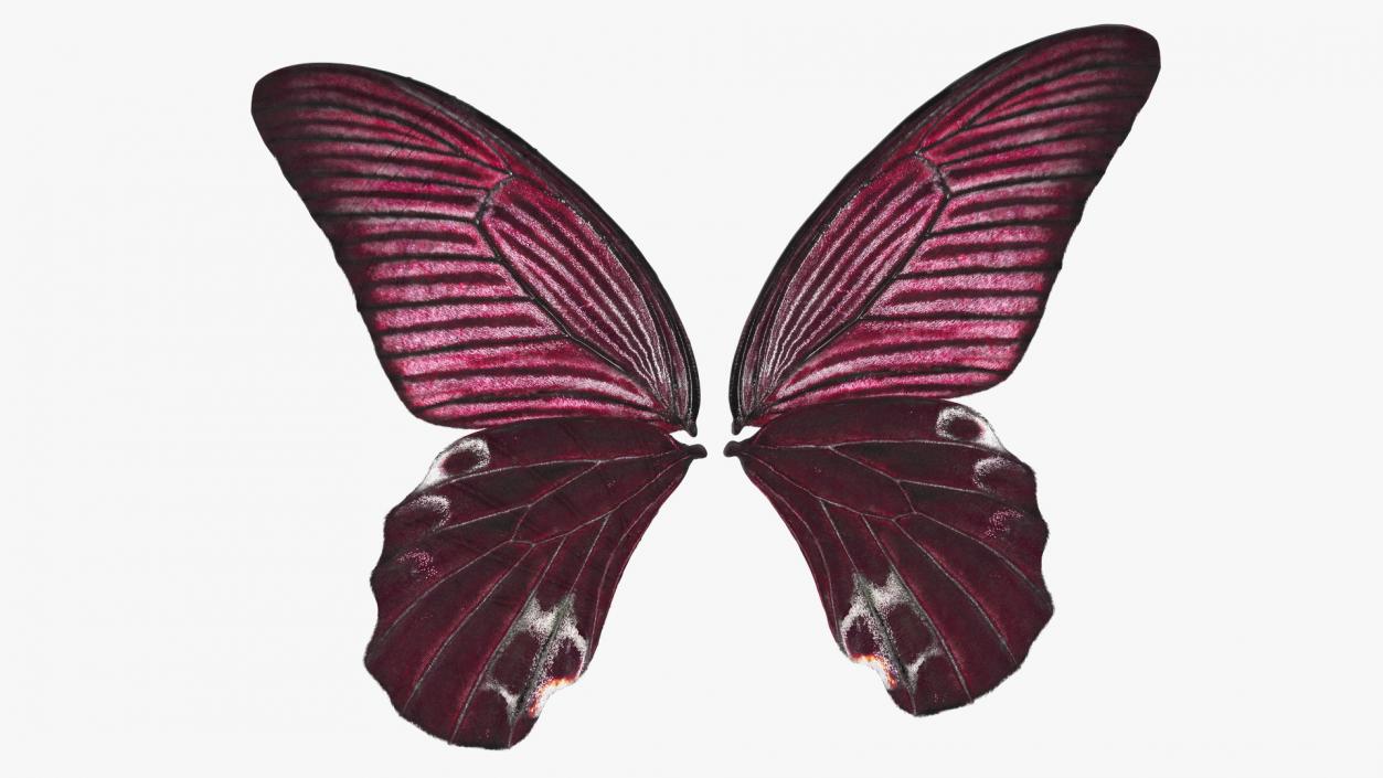 3D model Butterfly Wings