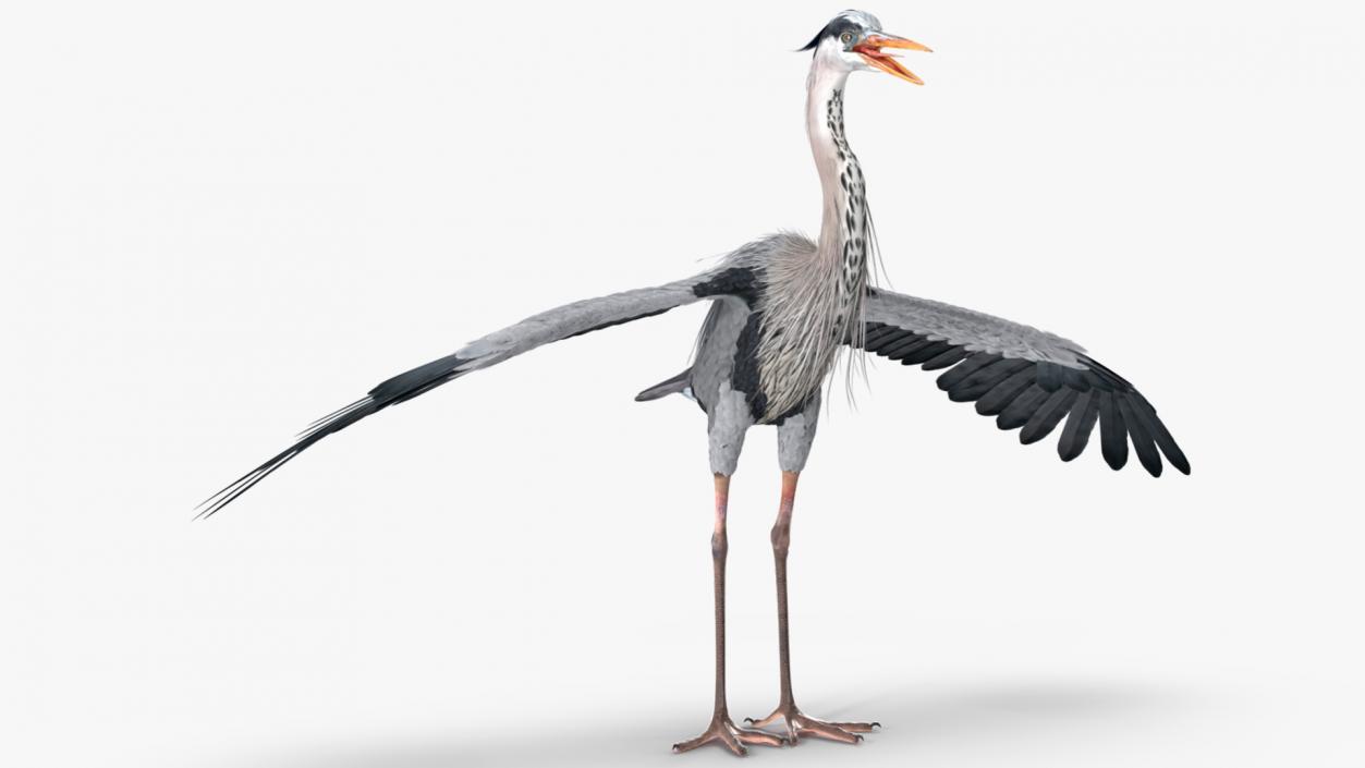 3D Grey Heron Rigged for Cinema 4D