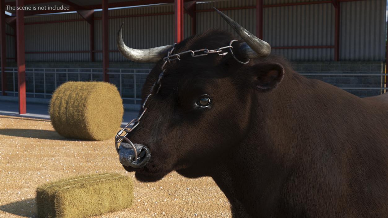 3D Chain for a Bull