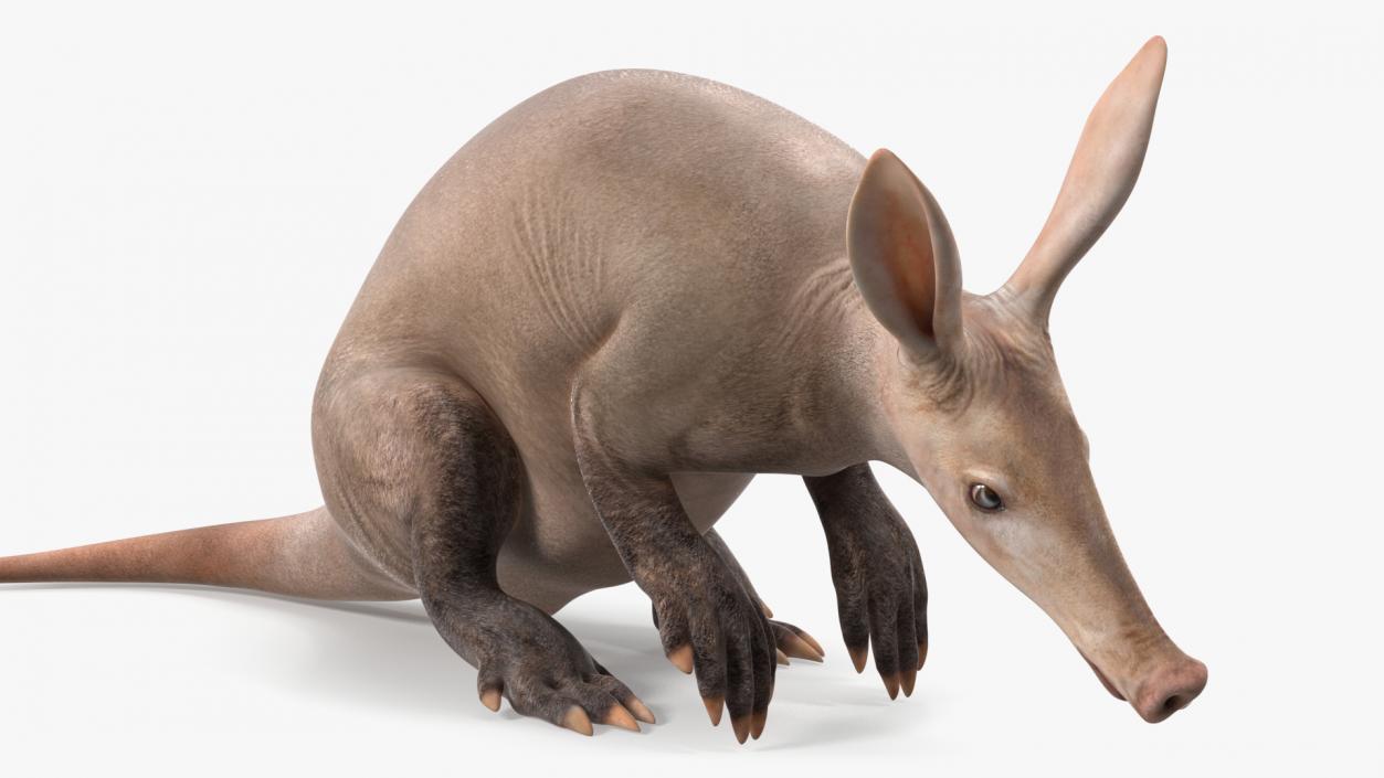 Night Mammal Aardvark Sitting Pose 3D model