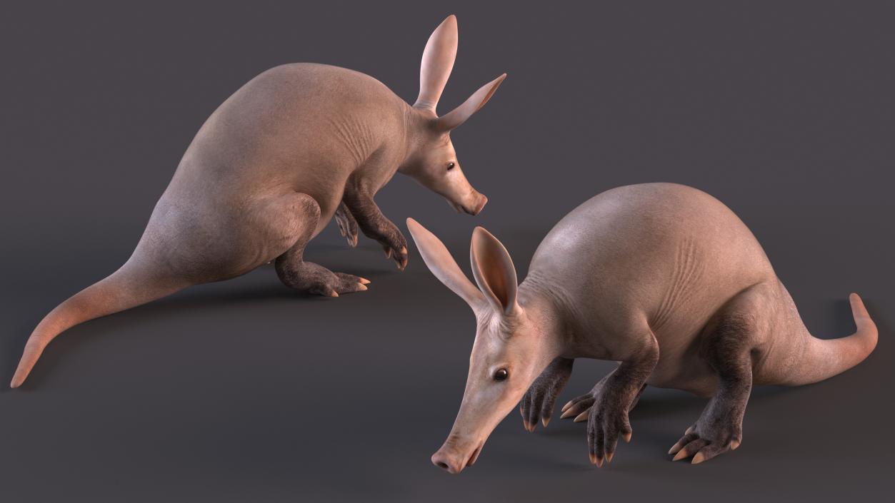 Night Mammal Aardvark Sitting Pose 3D model