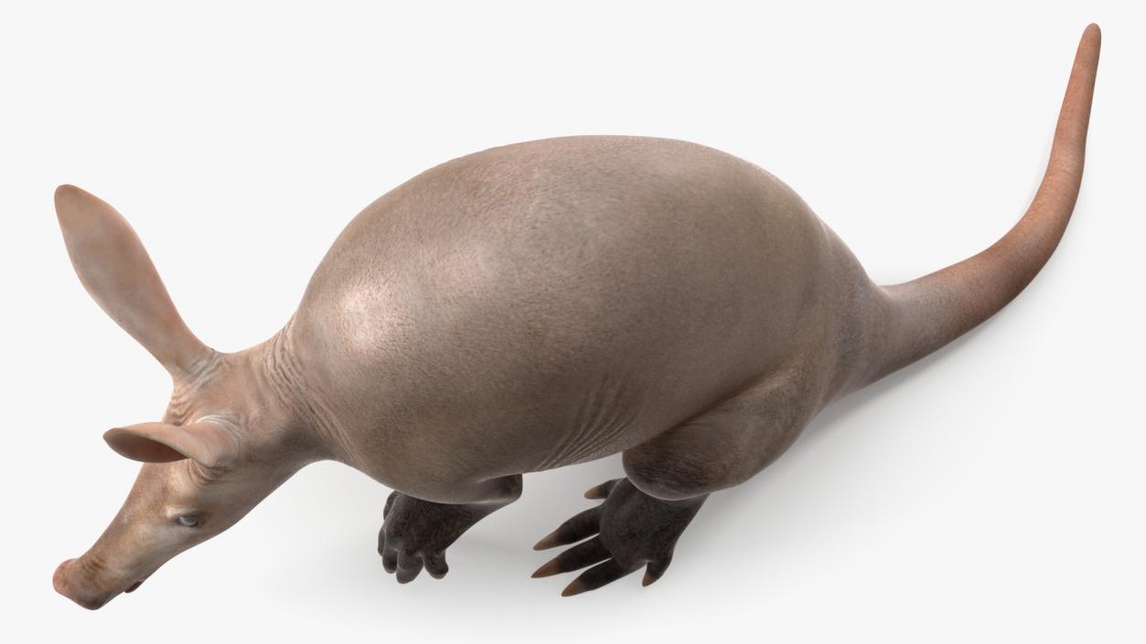 Night Mammal Aardvark Sitting Pose 3D model