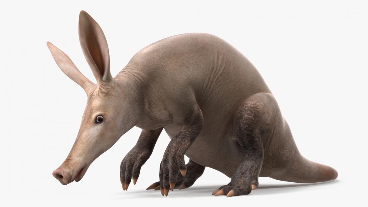 Night Mammal Aardvark Sitting Pose 3D model