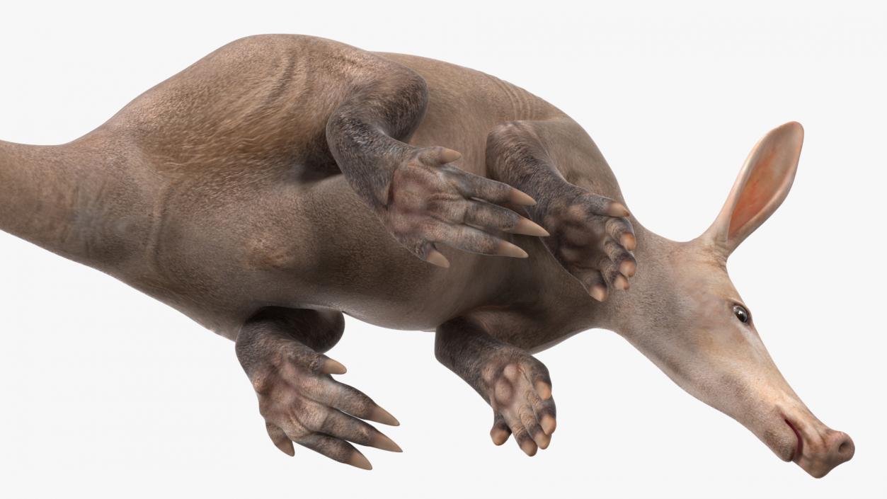 Night Mammal Aardvark Sitting Pose 3D model