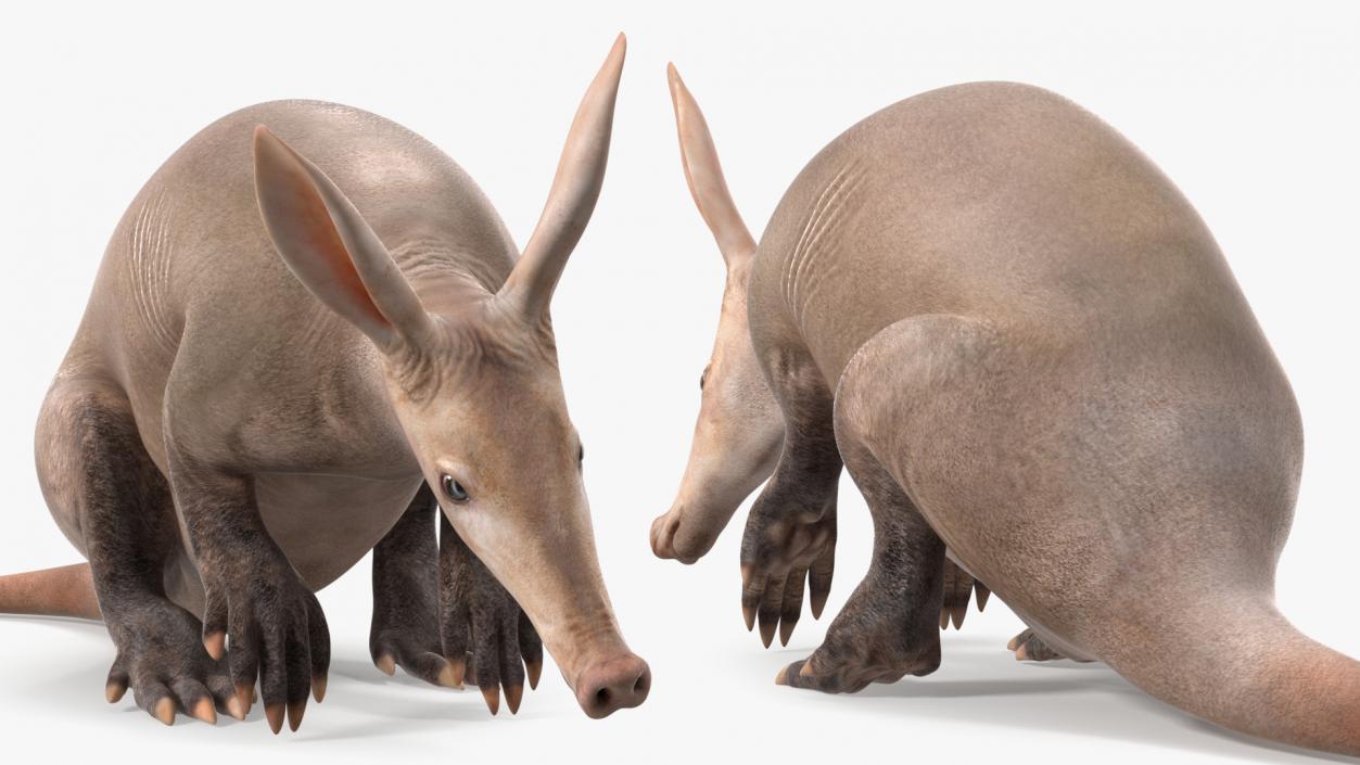 Night Mammal Aardvark Sitting Pose 3D model