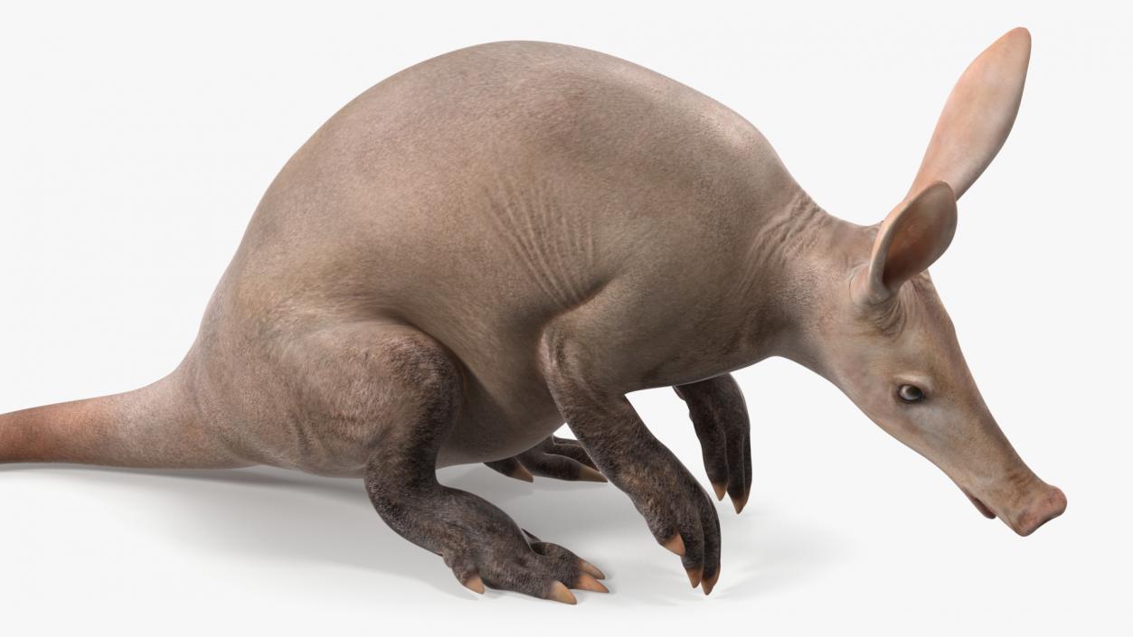 Night Mammal Aardvark Sitting Pose 3D model