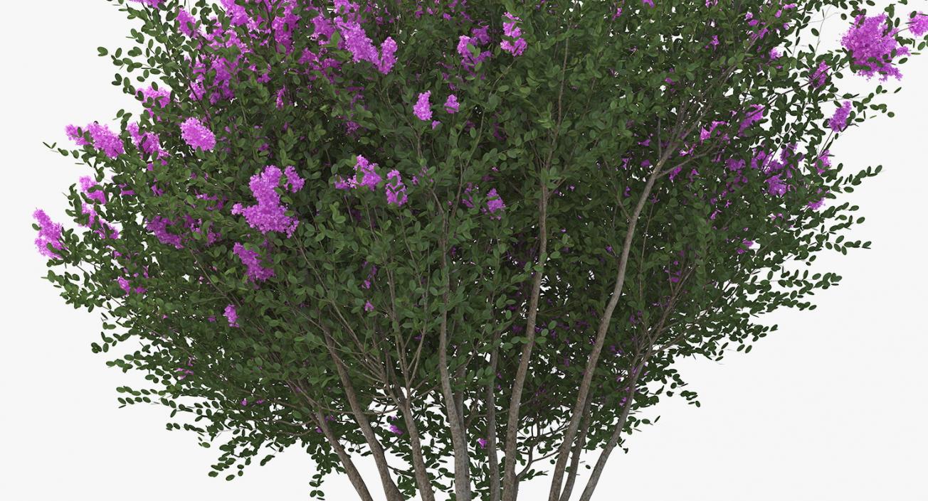 Tuscarora Crape Myrtle Tree 3D