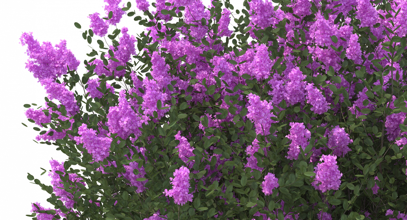 Tuscarora Crape Myrtle Tree 3D