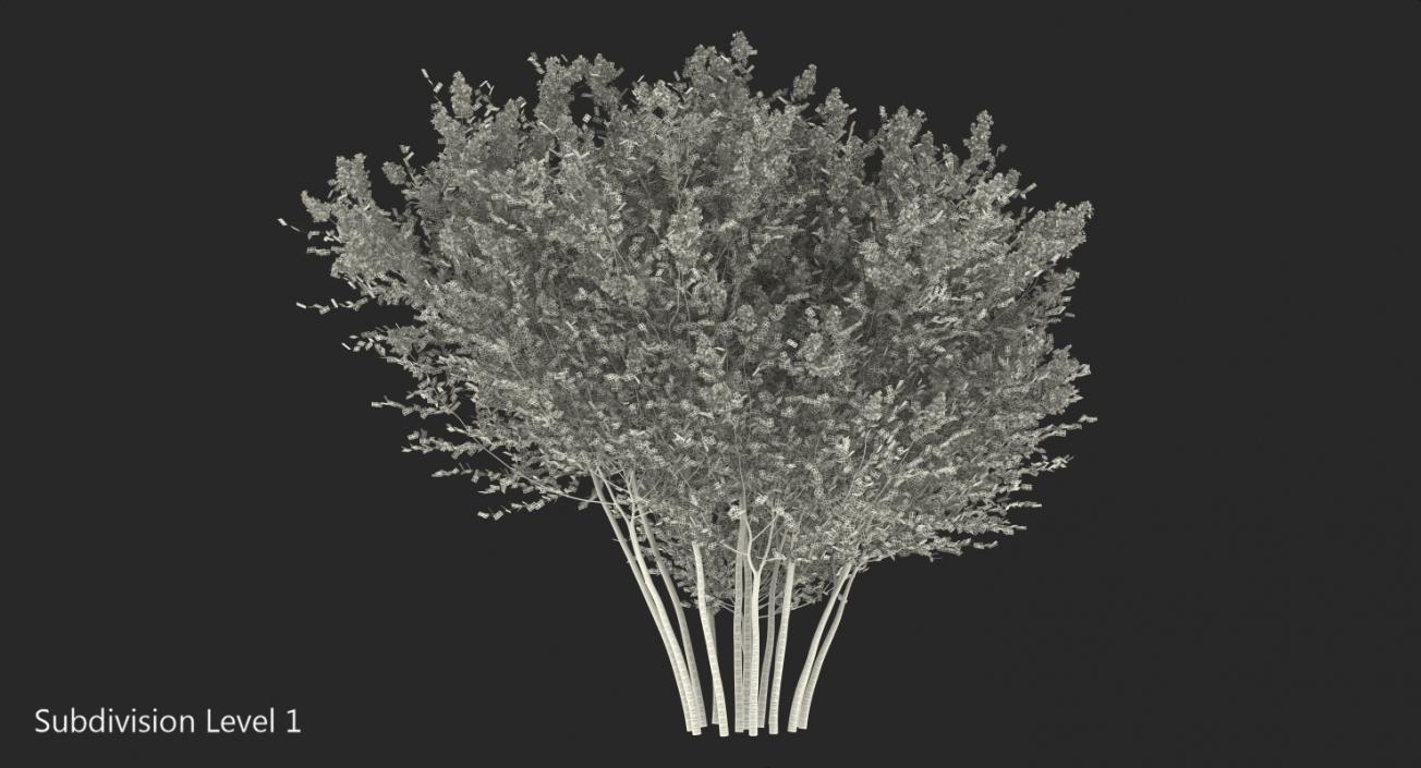 Tuscarora Crape Myrtle Tree 3D