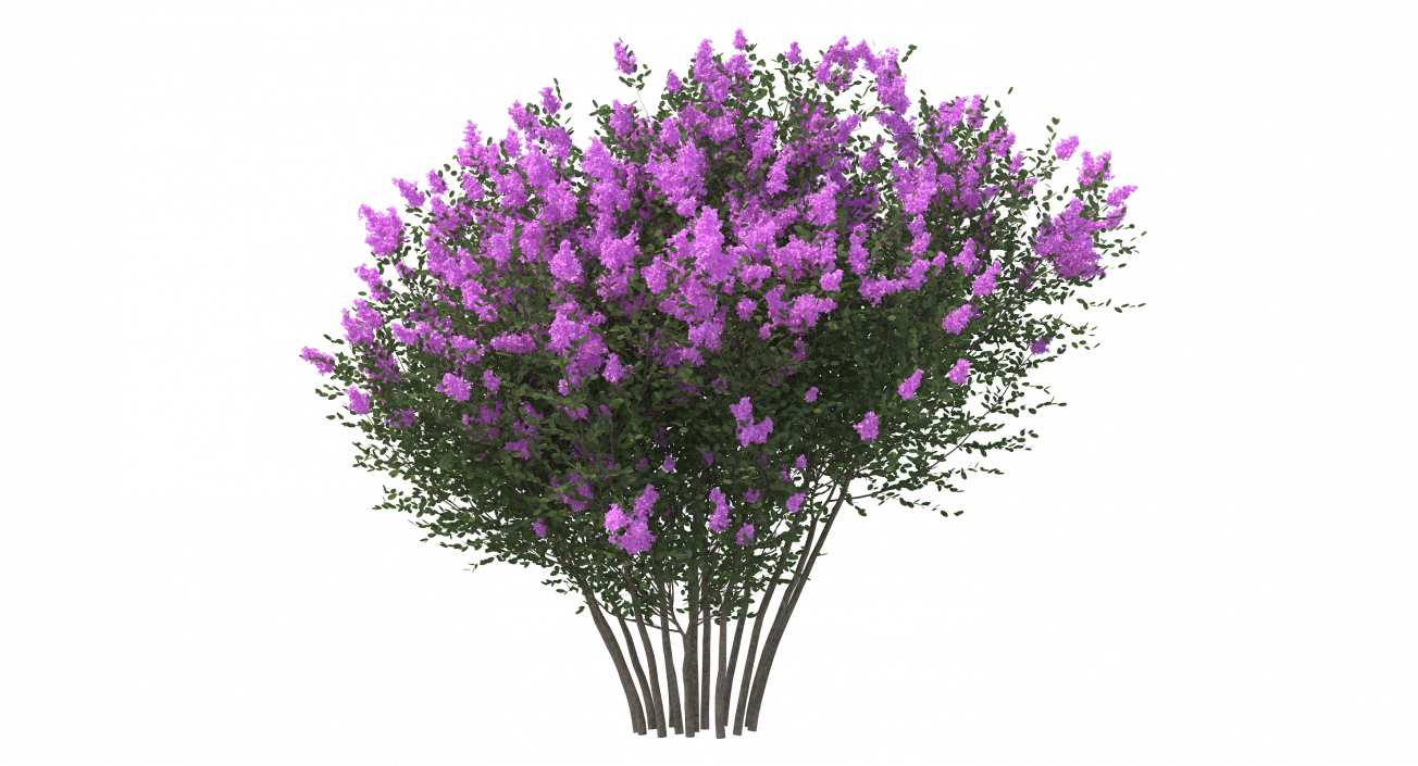 Tuscarora Crape Myrtle Tree 3D