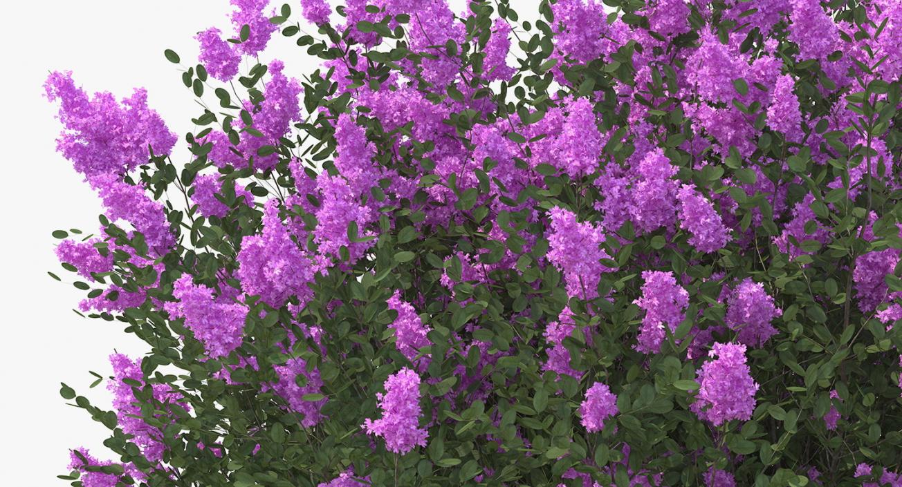 Tuscarora Crape Myrtle Tree 3D