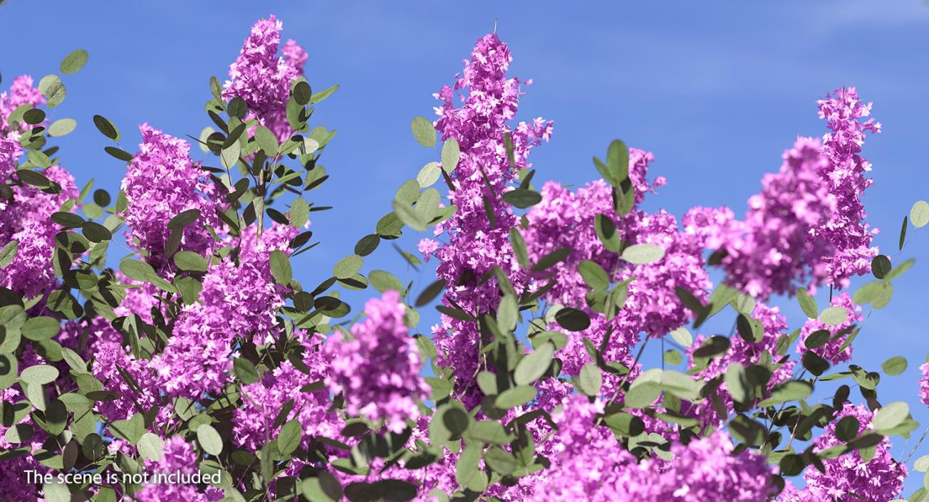 Tuscarora Crape Myrtle Tree 3D