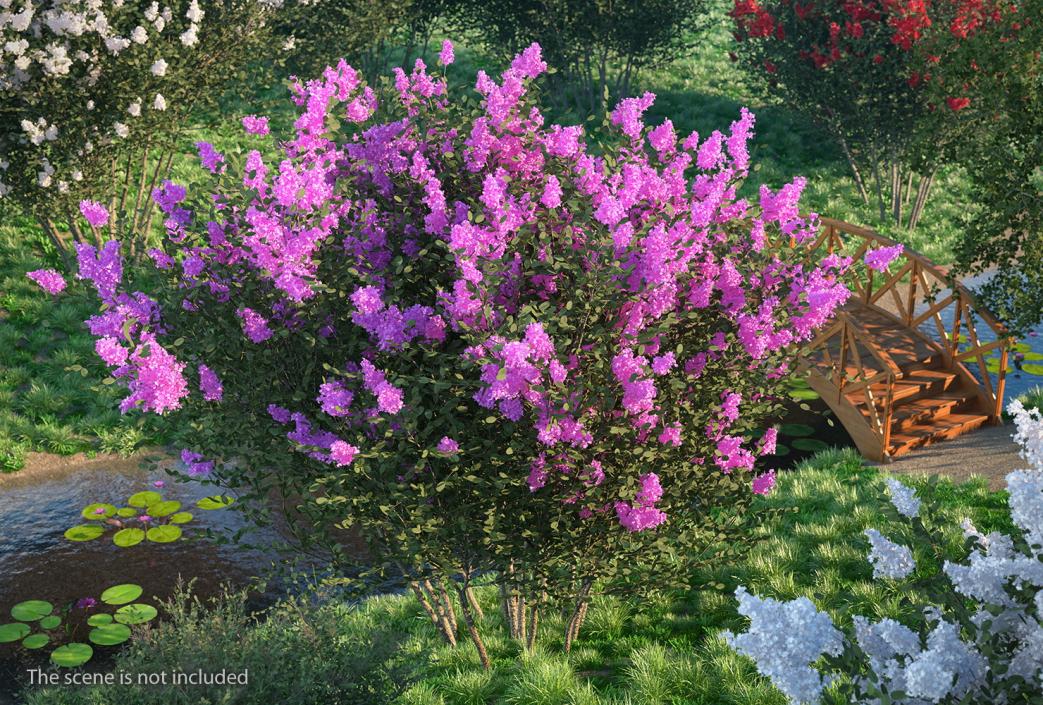 Tuscarora Crape Myrtle Tree 3D