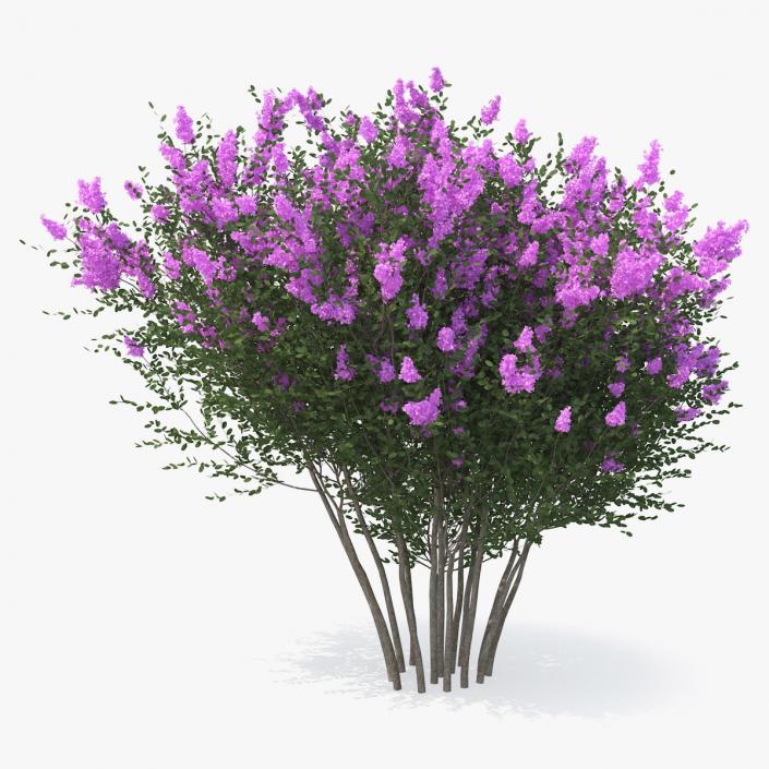 Tuscarora Crape Myrtle Tree 3D