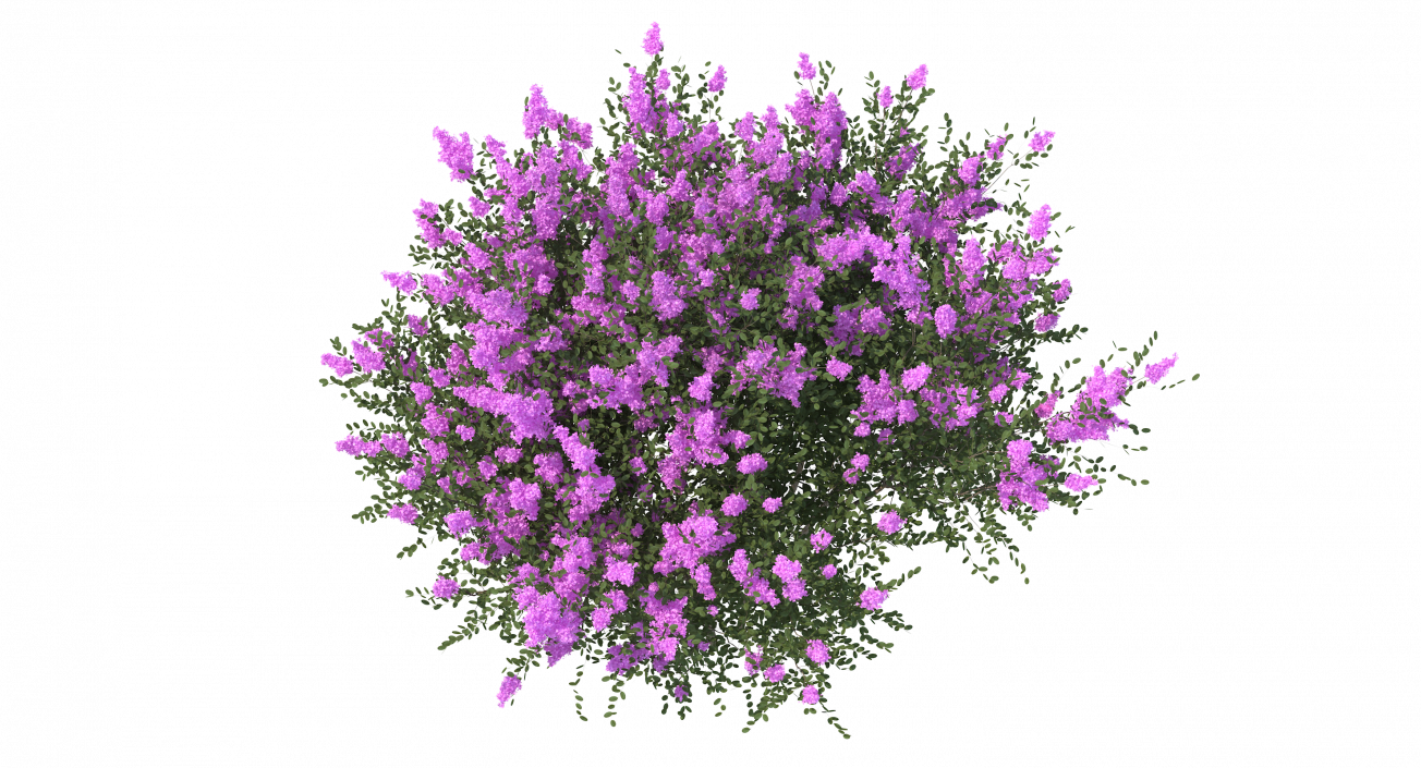 Tuscarora Crape Myrtle Tree 3D