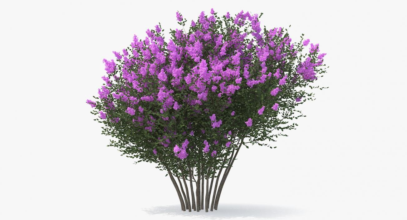 Tuscarora Crape Myrtle Tree 3D